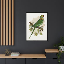Alexandrine Parakeet (Psittacula eupatria) colored wood-engraved plate by Alexander Francis Lydon.