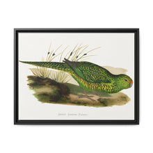 Green Ground Parrot (Pezoporus wallicus) colored wood-engraved plate by Alexander Francis Lydon - NOMADEN ART GALLERY