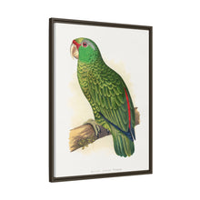 Placa xilográfica coloreada de periquito multicolor (Psephotellus varius) de Alexander Francis Lydon