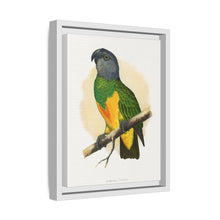 Senegal Parrot (Poicephalus senegalus) colored wood-engraved plate by Alexander Francis Lydon.