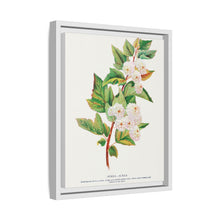 Spirea Aurea flowers lithograph. Digitally enhanced from our own original 1900 edition plates of Botanical Specimen published by Rochester Lithographing