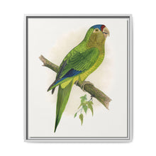 Petz's Conure (Aratinga canicularis) colored wood-engraved plate by Alexander Francis Lydon - NOMADEN ART GALLERY
