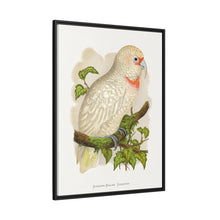 Placa xilográfica coloreada de cacatúa de pico fino (Cacatua tenuirostris) de Alexander Francis Lydon.