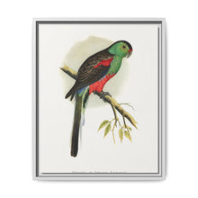 Beautiful or Paradise Parrakeet (Psephotus pulcherrimus) colored wood-engraved plate by Alexander Francis Lydon - NOMADEN ART GALLERY