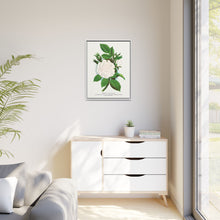 Rose, Perpetual White Moss lithograph. Digitally enhanced from our own original 1900 edition plates of Botanical Specimen published by Rochester Lithographing