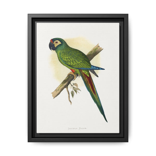 llliger's Macaw (Primolius maracana) colored wood-engraved plate by Alexander Francis Lydon - NOMADEN ART GALLERY