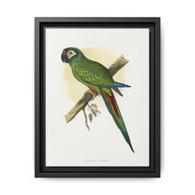 llliger's Macaw (Primolius maracana) colored wood-engraved plate by Alexander Francis Lydon - NOMADEN ART GALLERY