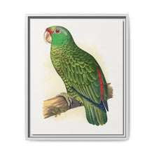 Many-Coloured Parrakeet (Psephotellus varius) colored wood-engraved plate by Alexander Francis Lydon - NOMADEN ART GALLERY