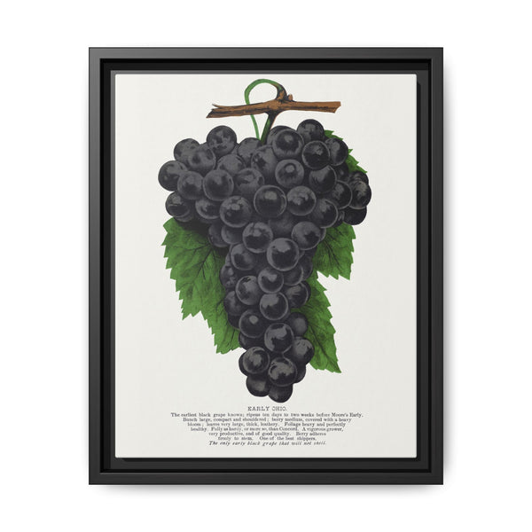Early Ohio grape lithograph. Digitally enhanced from our own original 1900 edition plates of Botanical Specimen published by Rochester Lithographing - NOMADEN ART GALLERY