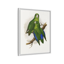 Passerine or Blue-winged Parrakeet (Psittacula columboides) colored wood-engraved plate by Alexander Francis Lydon