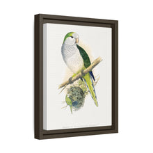 Quaker or Grey-breasted Parrakeet (Myiopsitta monachus) colored wood-engraved plate by Alexander Francis Lydon