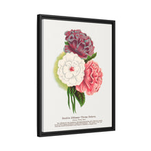 Double Althea in 3 colors lithograph. Digitally enhanced from our own original 1900 edition plates of Botanical Specimen published by Rochester Lithographing