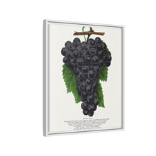 Early Ohio grape lithograph. Digitally enhanced from our own original 1900 edition plates of Botanical Specimen published by Rochester Lithographing