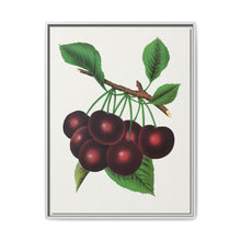 Black Tartarian cherry lithograph. Digitally enhanced from our own original 1900 edition plates of Botanical Specimen published by Rochester Lithographing - NOMADEN ART GALLERY
