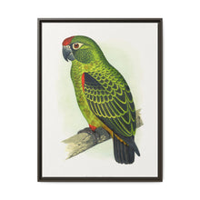 Jardine's Parrot (Poicephalus gulielmi gulielmi) colored wood-engraved plate by Alexander Francis Lydon. - NOMADEN ART GALLERY