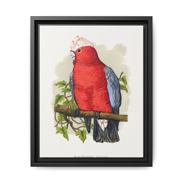 Rose-Breasted Cockatoo (Eolophus roseicapillus) colored wood-engraved plate by Alexander Francis Lydon. - NOMADEN ART GALLERY