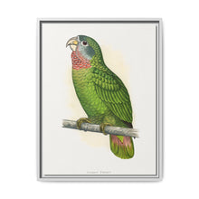 Jamaica Parrot (Amazona collaria) colored wood-engraved plate by Alexander Francis Lydon - NOMADEN ART GALLERY
