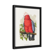 Rose-Breasted Cockatoo (Eolophus roseicapillus) colored wood-engraved plate by Alexander Francis Lydon.