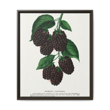 Lucretia Dewberry lithograph. Digitally enhanced from our own original 1900 edition plates of Botanical Specimen published by Rochester Lithographing - NOMADEN ART GALLERY