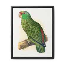Many-Coloured Parrakeet (Psephotellus varius) colored wood-engraved plate by Alexander Francis Lydon - NOMADEN ART GALLERY