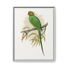 Ring-Necked or Bengal Parakeet (Psittacula columboides) colored wood-engraved plate by Alexander Francis Lydon - NOMADEN ART GALLERY
