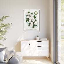 Japanese snowball flower lithograph. Digitally enhanced from our own original 1900 edition plates of Botanical Specimen published by Rochester Lithographing