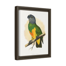 Senegal Parrot (Poicephalus senegalus) colored wood-engraved plate by Alexander Francis Lydon.