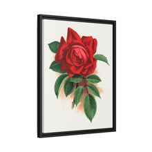 Red rose, Alfred Colomb lithograph. Digitally enhanced from our own original 1900 edition plates of Botanical Specimen published by Rochester Lithographing