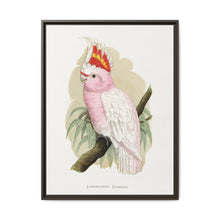 Leadbeater's Cockatoo (Lophochroa leadbeateri) colored wood-engraved plate by Alexander Francis Lydon - NOMADEN ART GALLERY