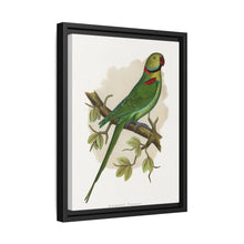 Alexandrine Parakeet (Psittacula eupatria) colored wood-engraved plate by Alexander Francis Lydon.