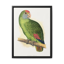 Dufresne's Amazon (Amazona dufresniana) colored wood-engraved plate by Alexander Francis Lydon - NOMADEN ART GALLERY