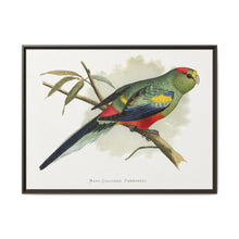 Many-Coloured Parrakeet (Psephotellus varius) colored wood-engraved plate by Alexander Francis Lydon - NOMADEN ART GALLERY