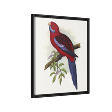 Pennant-Sittich (Platycercus elegans) farbige Holzstichplatte von Alexander Francis Lydon