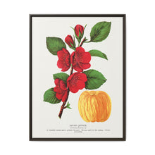 Japan Quince tree lithograph. Digitally enhanced from our own original 1900 edition plates of Botanical Specimen published by Rochester Lithographing - NOMADEN ART GALLERY