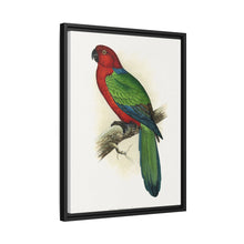 Red Shining Parrakeet (Prosopeia tabuensis) colored wood-engraved plate by Alexander Francis Lydon