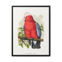 Rose-Breasted Cockatoo (Eolophus roseicapillus) colored wood-engraved plate by Alexander Francis Lydon. - NOMADEN ART GALLERY