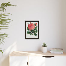 Pink rose, Glorie de Dijon lithograph. Digitally enhanced from our own original 1900 edition plates of Botanical Specimen published by Rochester Lithographing