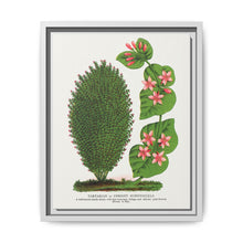 Tartarian, Upright Honeysuckle bush lithograph. Digitally enhanced from our own original 1900 edition plates of Botanical Specimen published by Rochester Lithographing - NOMADEN ART GALLERY