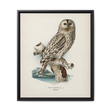 Strix uralensis ♀ illustrated by the von Wright brothers from our own 1929 folio version of Svenska Fåglar Efter Naturen Och Pa Sten Ritade - NOMADEN ART GALLERY