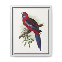 Pennant's Parrakeet (Platycercus elegans) colored wood-engraved plate by Alexander Francis Lydon - NOMADEN ART GALLERY