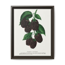 Lucretia Dewberry lithograph. Digitally enhanced from our own original 1900 edition plates of Botanical Specimen published by Rochester Lithographing - NOMADEN ART GALLERY