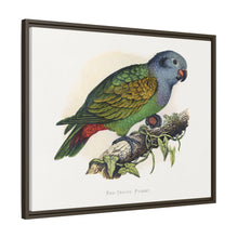 Red-Vented Parrot (Amazona martinicana) colored wood-engraved plate by Alexander Francis Lydon