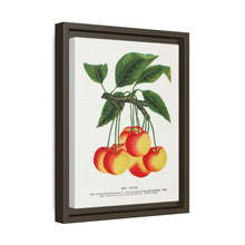Gov Wood cherry lithograph. Digitally enhanced from our own original 1900 edition plates of Botanical Specimen published by Rochester Lithographing