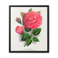 Pink rose, Anna De Diesbach lithograph. Digitally enhanced from our own original 1900 edition plates of Botanical Specimen published by Rochester Lithographing - NOMADEN ART GALLERY