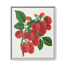 Shaffer's Colossal Raspberry Lithograph (1900) - NOMADEN ART GALLERY