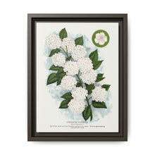 Japanese snowball flower lithograph. Digitally enhanced from our own original 1900 edition plates of Botanical Specimen published by Rochester Lithographing - NOMADEN ART GALLERY