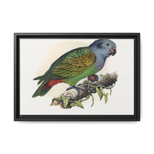 Red-Vented Parrot (Amazona martinicana) colored wood-engraved plate by Alexander Francis Lydon - NOMADEN ART GALLERY