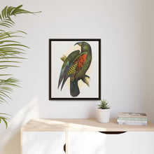 Mountain Parrot (Nestor notabilis) colored wood-engraved plate by Alexander Francis Lydon