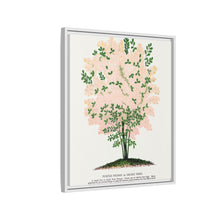 Purple Fringe tree lithograph. Digitally enhanced from our own original 1900 edition plates of Botanical Specimen published by Rochester Lithographing