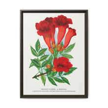 Trumpet flower lithograph. Digitally enhanced from our own original 1900 edition plates of Botanical Specimen published by Rochester Lithographing - NOMADEN ART GALLERY